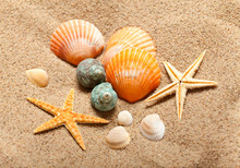 Sea Life - Shells And Starfish