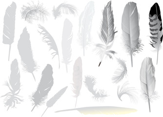 Sticker - set of nineteen grey feathers