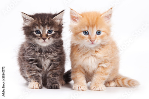 Naklejka dekoracyjna Siberian cat isolated on white