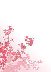 Wall Mural - four pink sakura branches