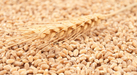 Sticker - Wheat grain