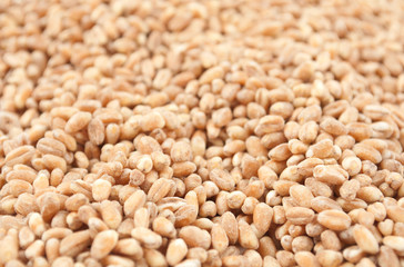 Sticker - Wheat grain