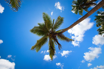 Wall Mural - Palm trees