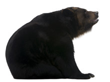 Female Siberian Bear, 12 Years Old