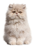 Fototapeta Koty - Young Persian cat sitting in front of white background