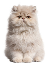 Young Persian Cat Sitting In Front Of White Background