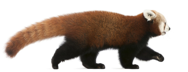 Young Red panda or Shining cat, Ailurus fulgens, 7 months old