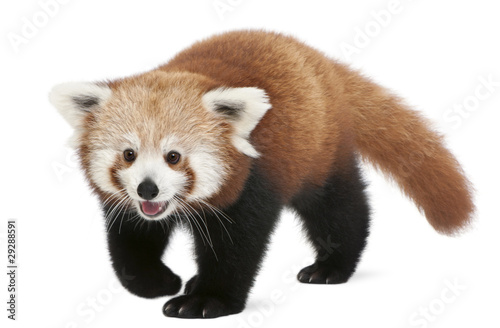 Fotomural young Red panda or Shining cat, Ailurus fulgens, 7 months old