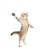 jumping kitten or cat  striped Scottish fold isolated studio sho