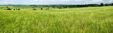 Panorama Of Green Grain Field