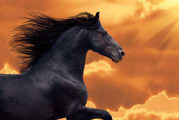 Obraz na płótnie galopujący koń fryzyjski