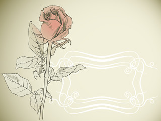 Wall Mural - frame with rose, vector illustration