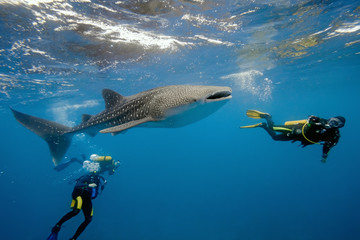 Wall Mural - Whale shark and divers