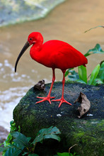 Red Ibis Bird Near The Water