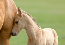 Horse And Colt