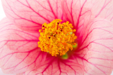 Wall Mural - macro of pink flower