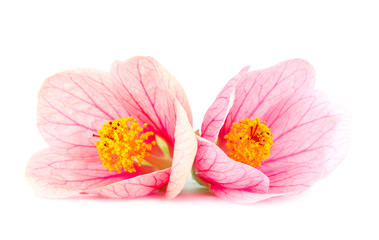 close-up pink flowers