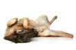 German Shepherd dog lying on his back and rests