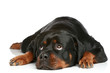 Rottweiler lying on a white background