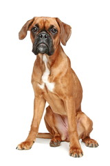 Wall Mural - German Boxer puppy sitting on a white background