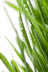 Wall Mural - wet grass