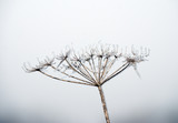 Fototapeta Dmuchawce - Frozen Plant