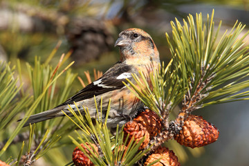 Wall Mural - White-winged Crossbill (Loxia leucoptera)