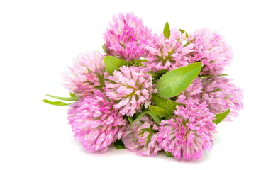 Wall Mural - Bouquet of Red Clover Isolated on White Background