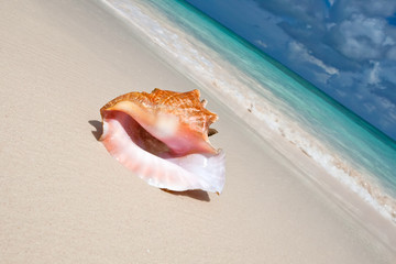 Sticker - Beige shell on white sand beach near blue ocean