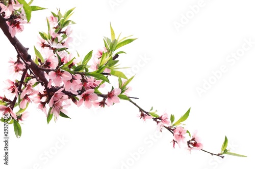 Spring peach blossom