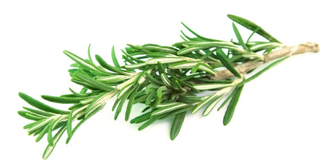 Poster - Twig of rosemary