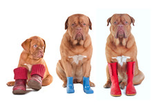 Different Ages French Mastiff Dogs With Boots For All Seasons