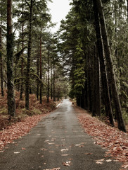 Wall Mural - Beautiful road