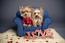 Valentine Yorkshire Terrier Dogs