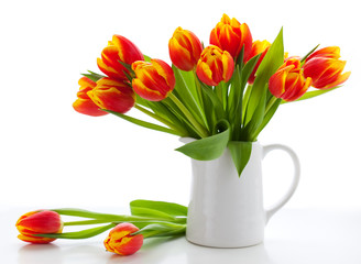 red tulips on white background