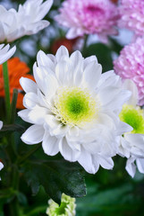 Wall Mural - chrysanthemum