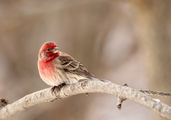 Sticker - House Finch, Carpodacus mexicanus