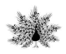 Silhouette Of Peacock With Ornamental Tail