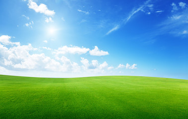 Poster - field of grass and perfect sky