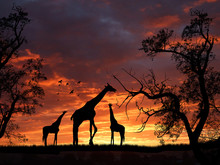Giraffes On Sunset