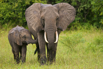 african elephant mother and child