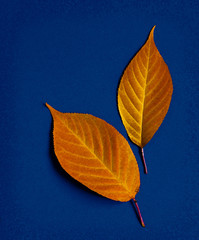 Two leaf on a blue background