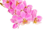 Fototapeta Kwiaty - Orchidee, freigestellt
