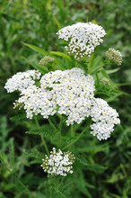 White Yarrow Wildflower