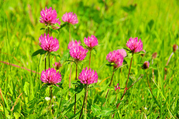 Poster - Klee - Red Clover 02