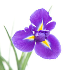 beautiful dark purple iris flower isolated on white background;