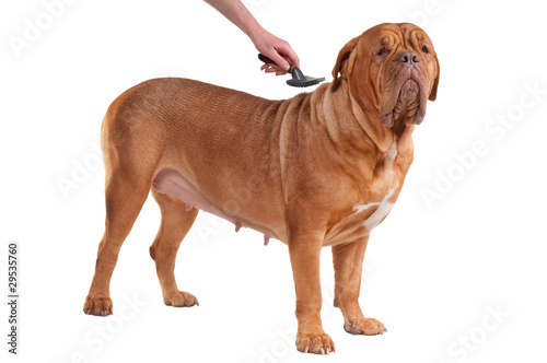 Taking Care Of A Huge Short Haired Dog Isolated On White Buy