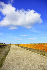 Wall Mural - Old road and clouds.