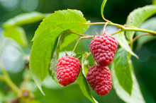 Delicious First Class Fresh Growing Raspberries