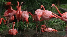 American Flamingo Mating Ritual 02